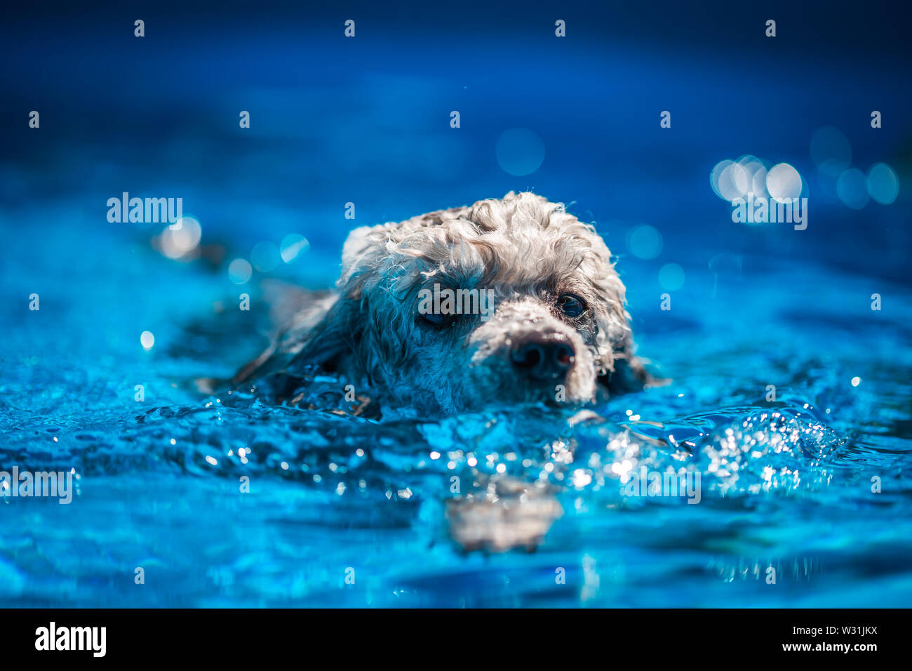 Cute grey poodle toy swimming in the pool in the summer day. Stock Photo
