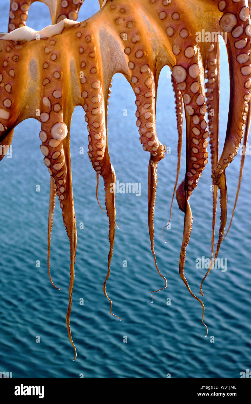 Octopus hanging out to dry, Island of Santorini, Greece Stock Photo