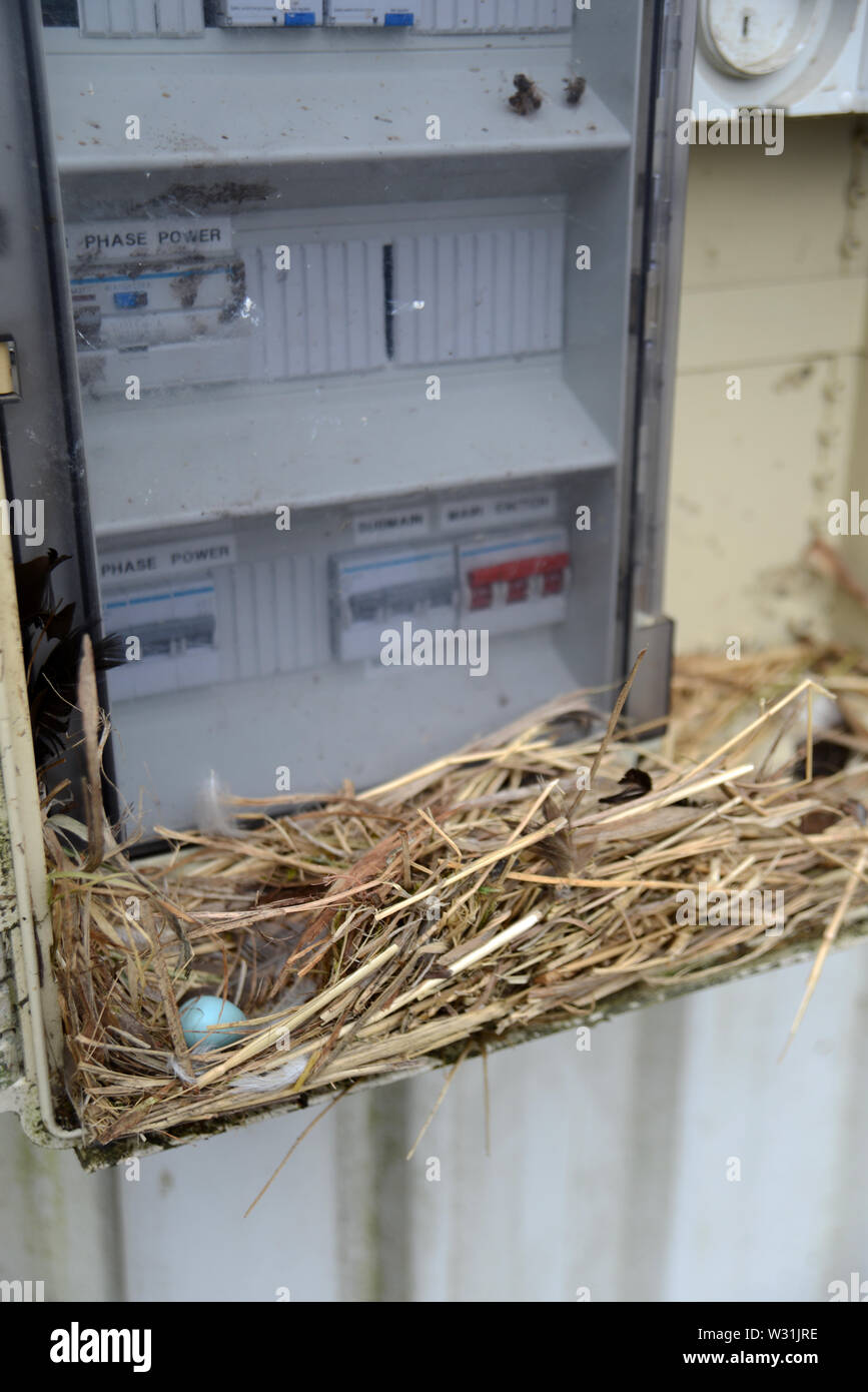 A starling's nest creates a fire hazard in a farm switchboard Stock Photo