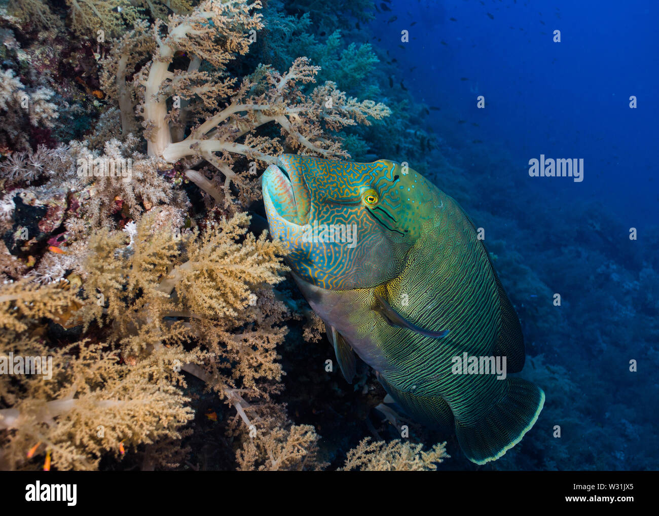 Napoleon wrasse (Cheilinus undulatus) swimming over the coral reef. Stock Photo