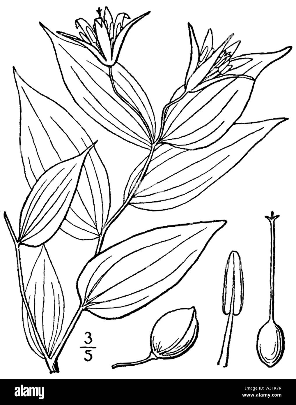 Prosartes lanuginosa (as Disporum lanuginosum) BB-1913 Stock Photo