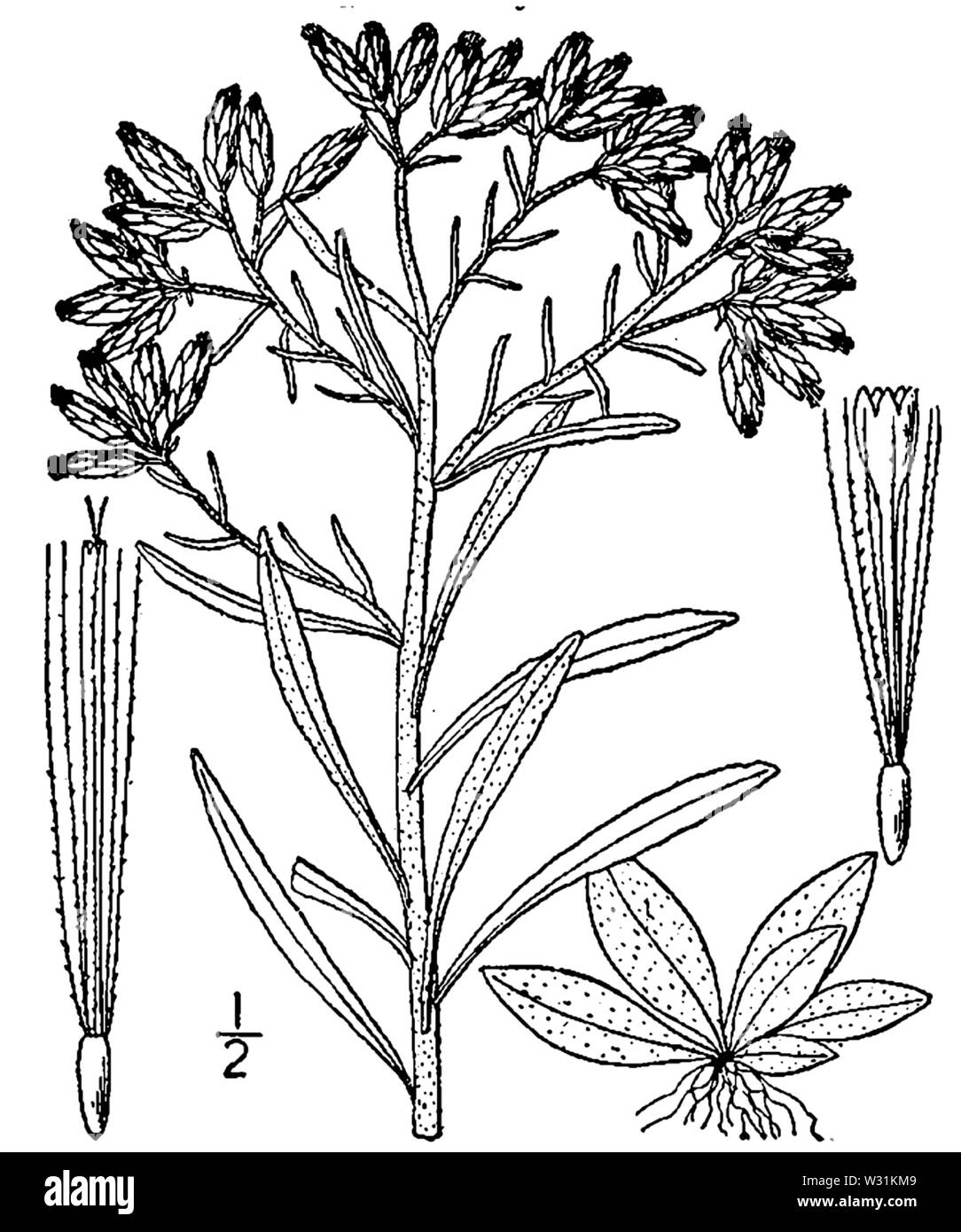 Botanical illustration of Pseudognaphalium obtusifolium from 1913. Stock Photo
