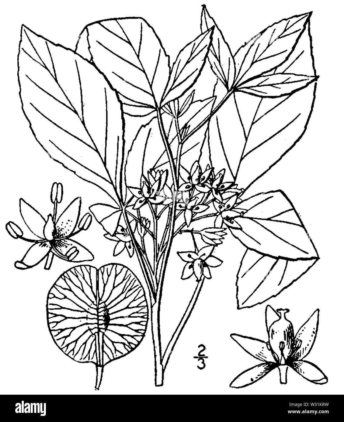 Botanical illustration of Ptelea trifoliata from 1913. Stock Photo