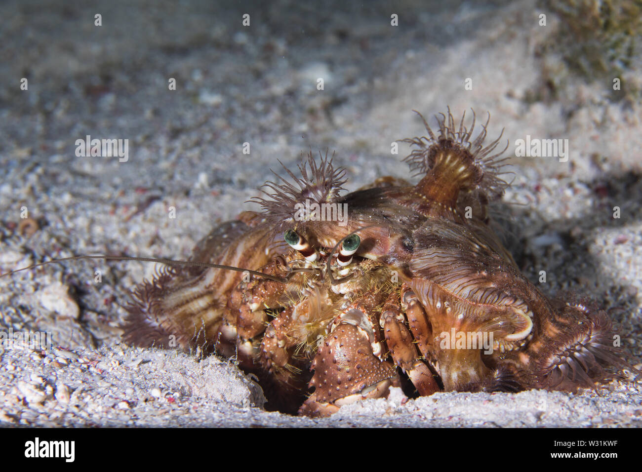 Red Sea anemone hermit crab (Dardanus tinctor) covered with Hermit Crab anemones (Calliactis polypus) on the sandy bottom. Stock Photo