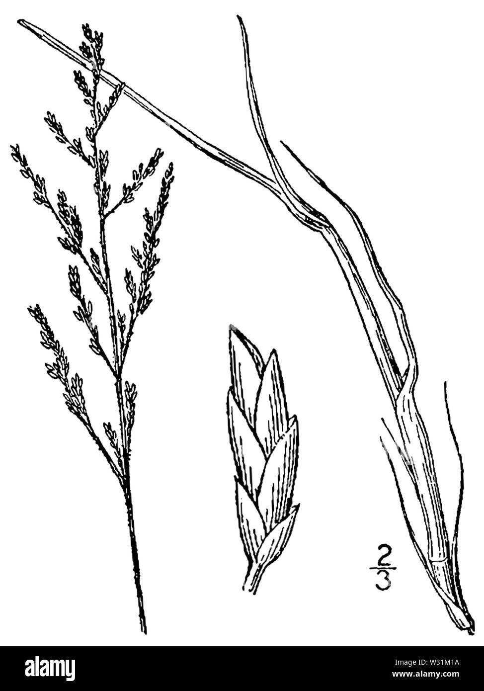 Puccinellia fasciculata BB-1913 Stock Photo