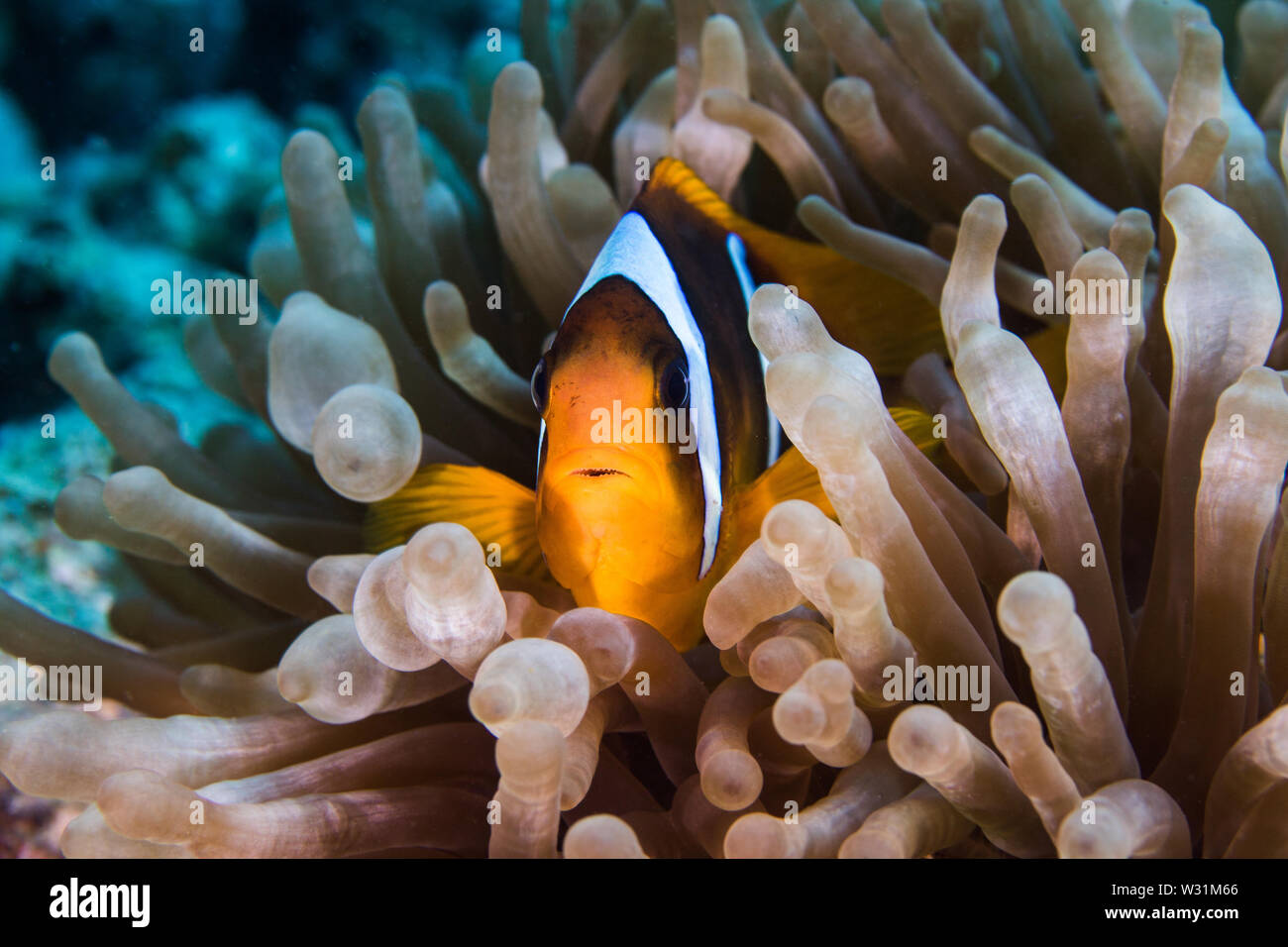 Red Sea anemonefish (Amphiprion bicinctus) in a Bubble anemone (Entacmaea quadricolor) close up. Stock Photo