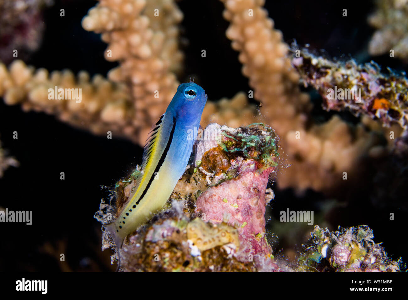 Red Sea mimic blenny (Ecsenius gravieri) fish perched on the reef