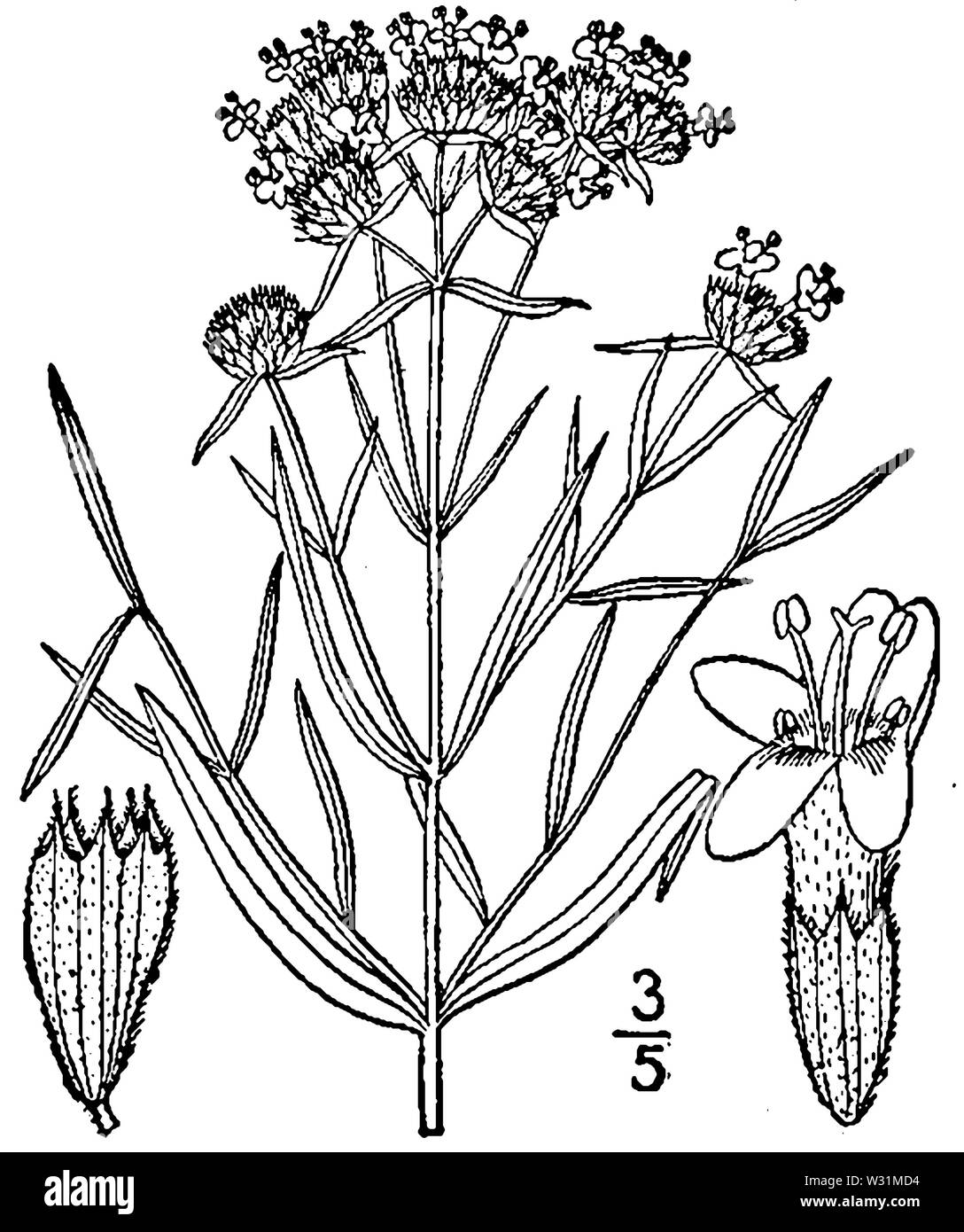 Pycnanthemum tenuifolium illustr Stock Photo