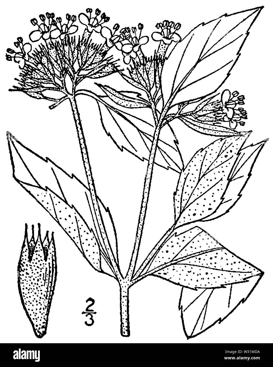 Pycnanthemum incanum var incanum BB-1913 Stock Photo