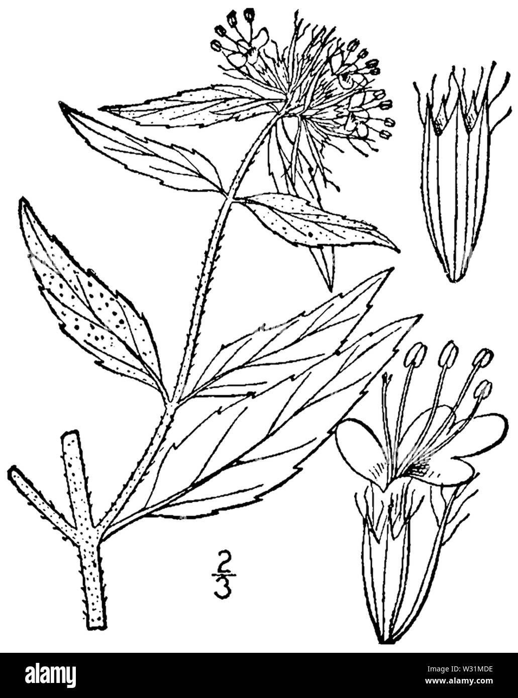 Pycnanthemum clinopodioides drawing 1 Stock Photo