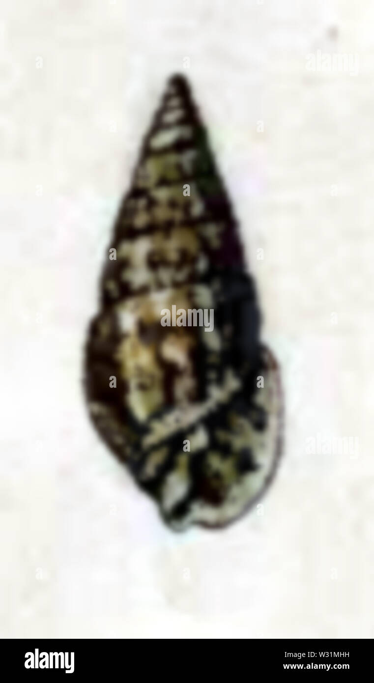 Seashell classification hi-res stock photography and images - Alamy