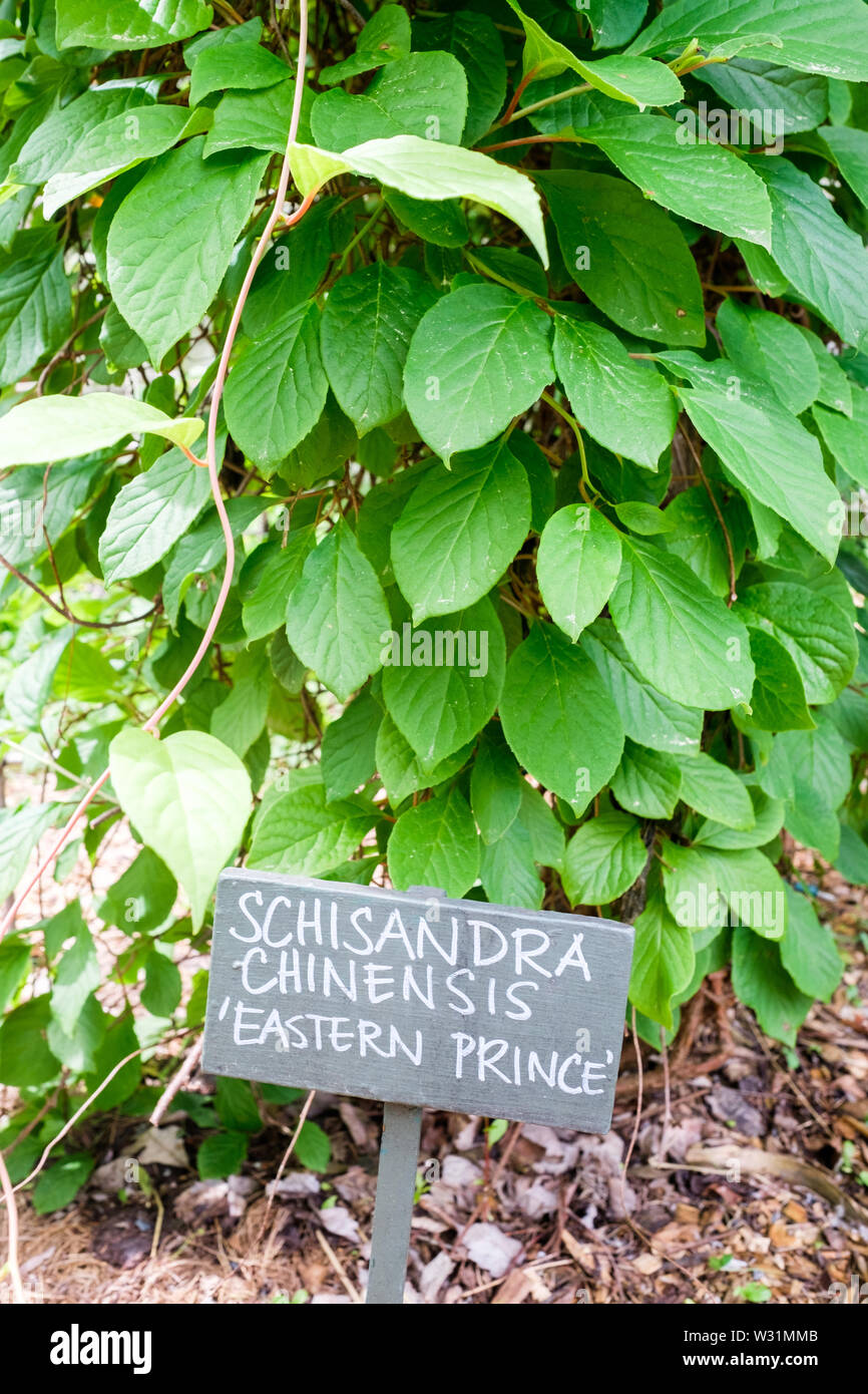 Schisandra Chinensis 'Eastern Prince' growing at Berkshire Botanical Garden in Stockbridge, Massachusetts, USA. Stock Photo