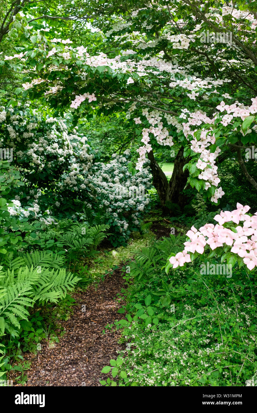 A path through the shade garden at Berkshire Botanical Garden in Stockbridge, Massachusetts in early summer. Stock Photo