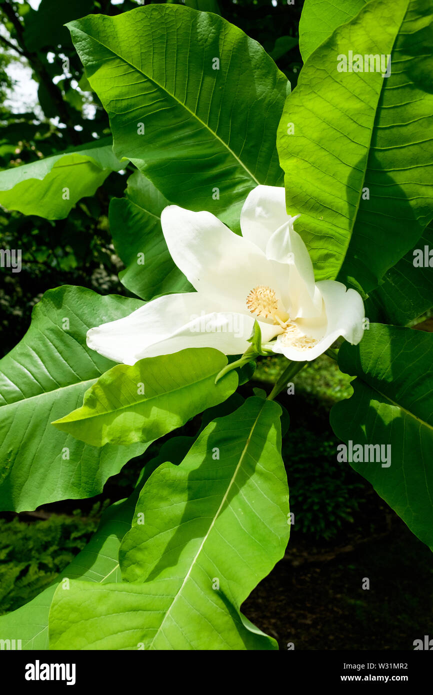 White magnolia garden hi-res stock photography and images - Alamy