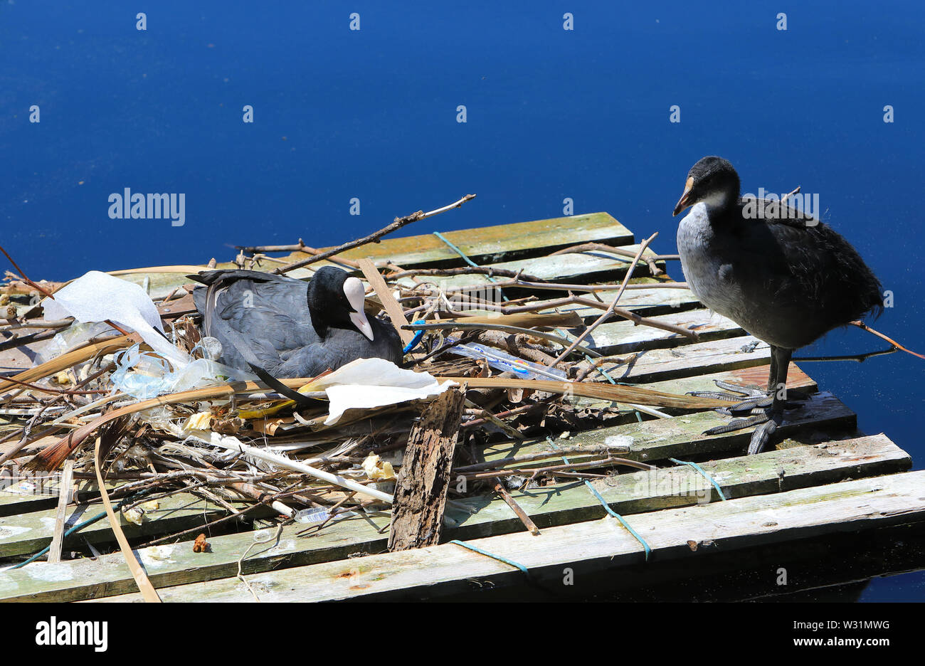 Birds using litter for their nest on Clippers Quay, on the Isle of Dogs, in east London, UK Stock Photo