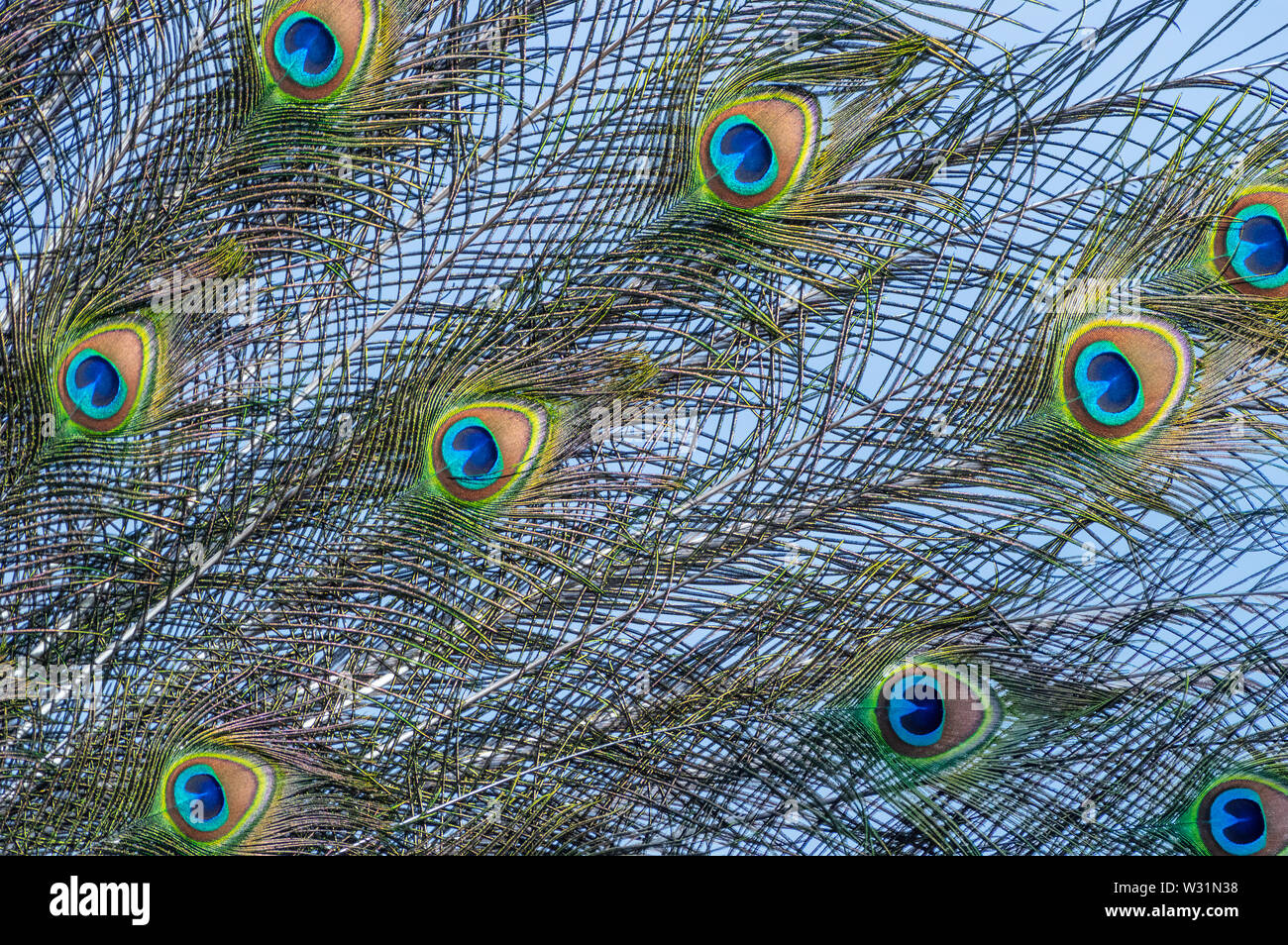 Image of Indian Peacock tail feathers with eyespots background. Stock Photo
