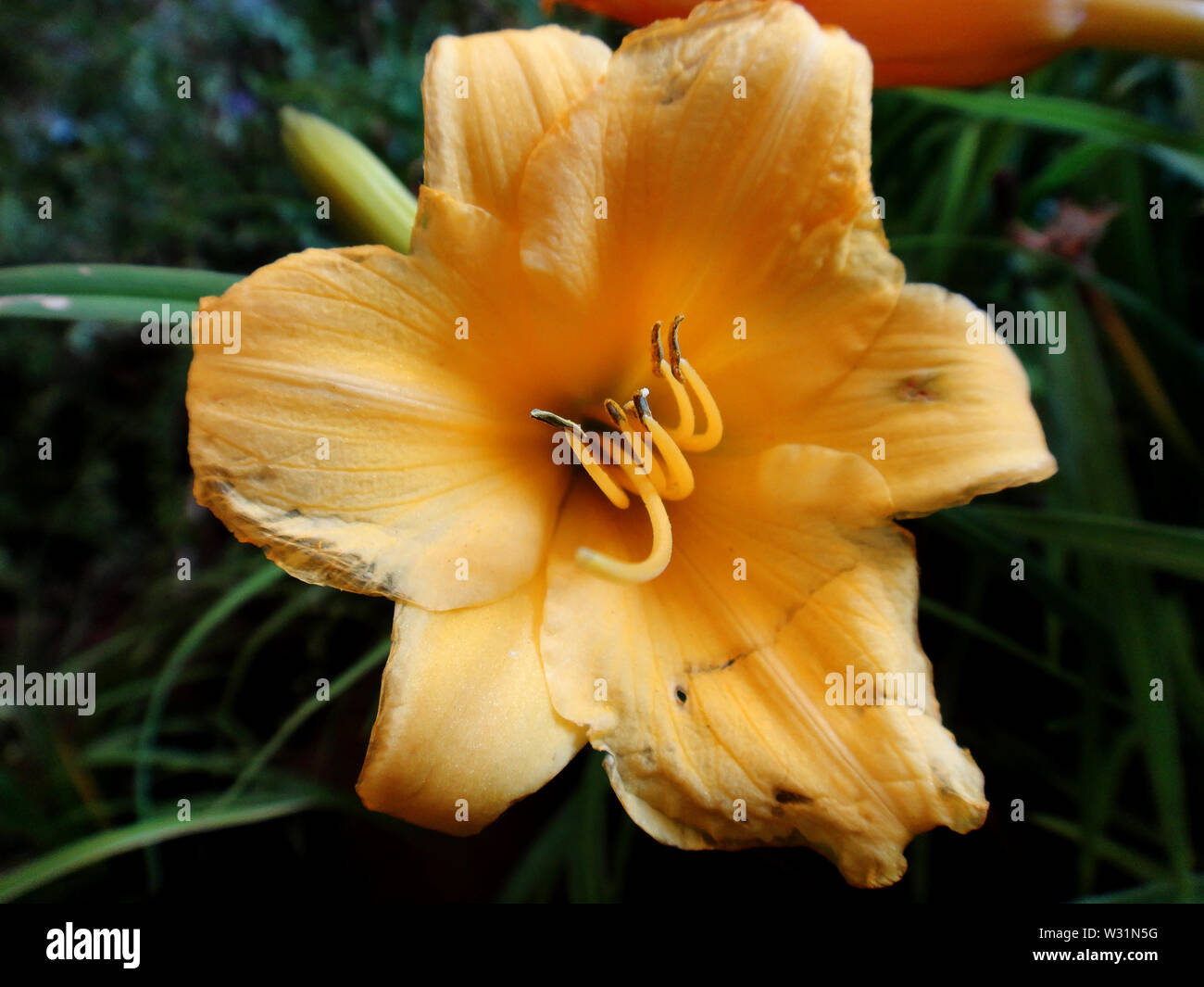 Flower lilium macro background fine art in high quality Stock Photo