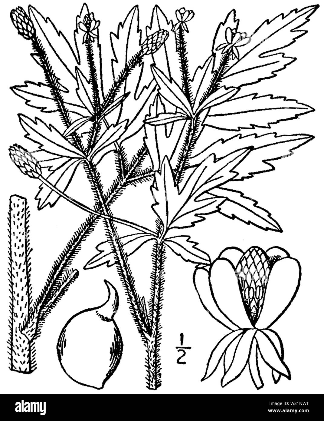 Ranunculus pensylvanicus BB-1913 Stock Photo