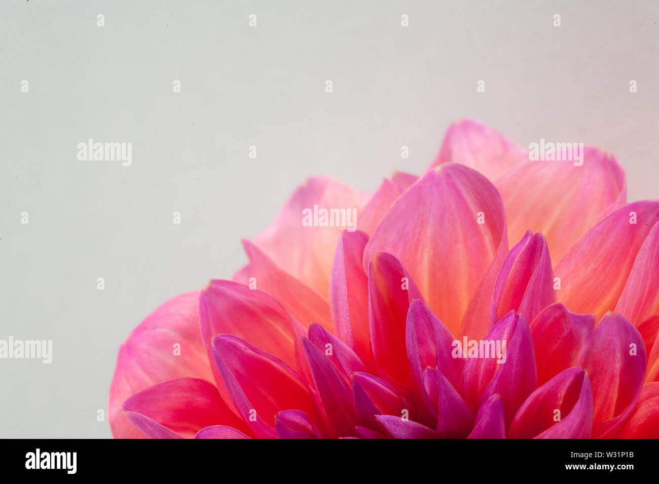 Amazing flower macro background fine art in high quality prints products Stock Photo