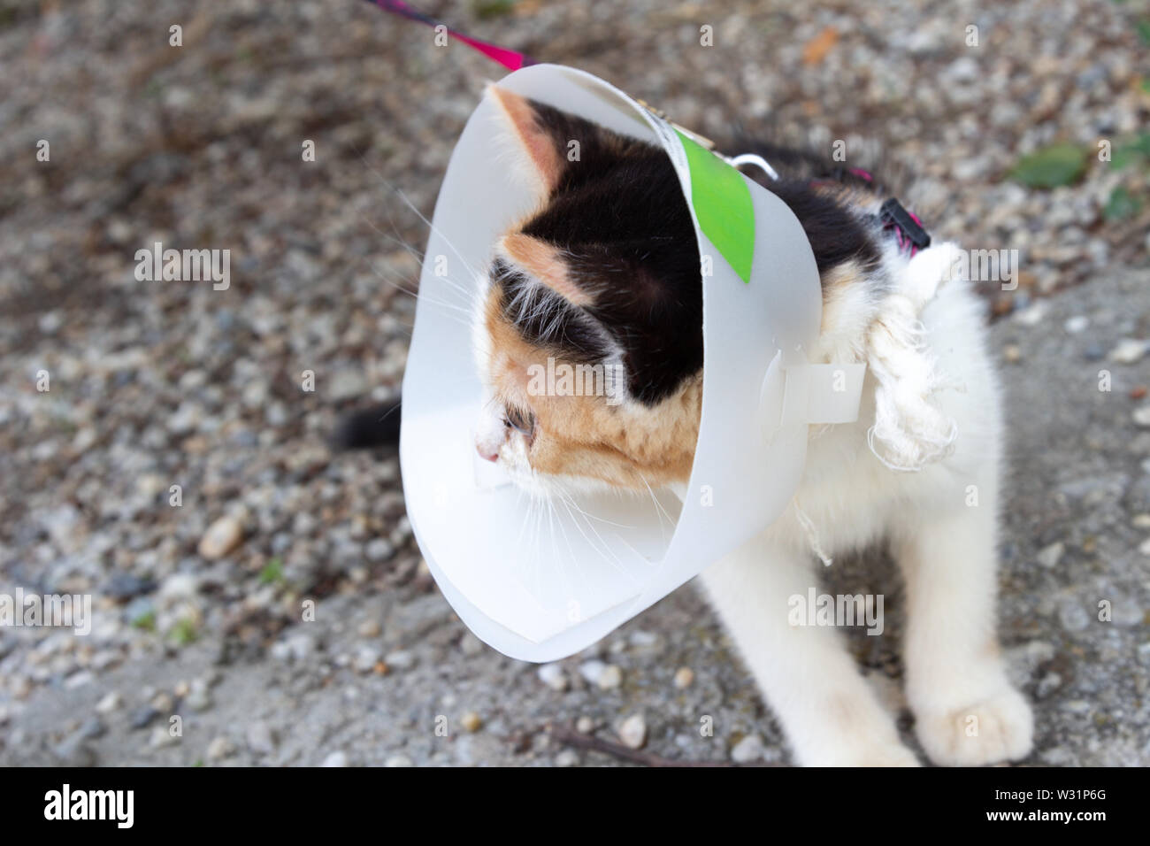Young cat with protective collar on head Stock Photo