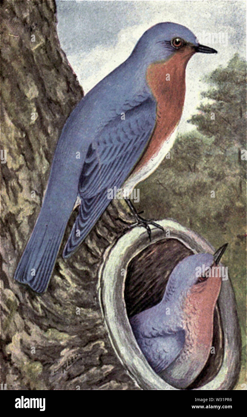 Bluebird species hi-res stock photography and images - Alamy