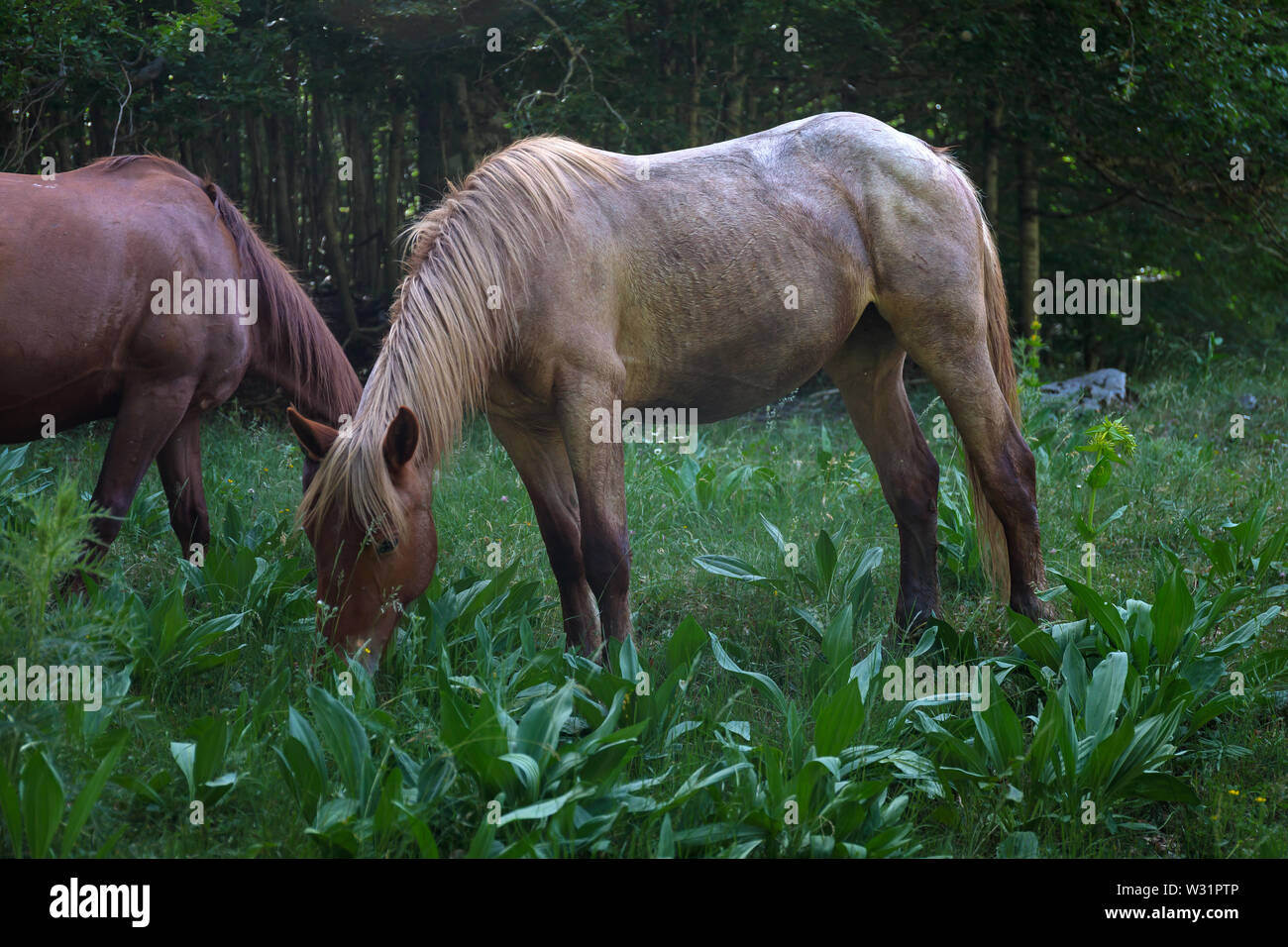 Wild horses eat green grass in the woods Stock Photo Alamy