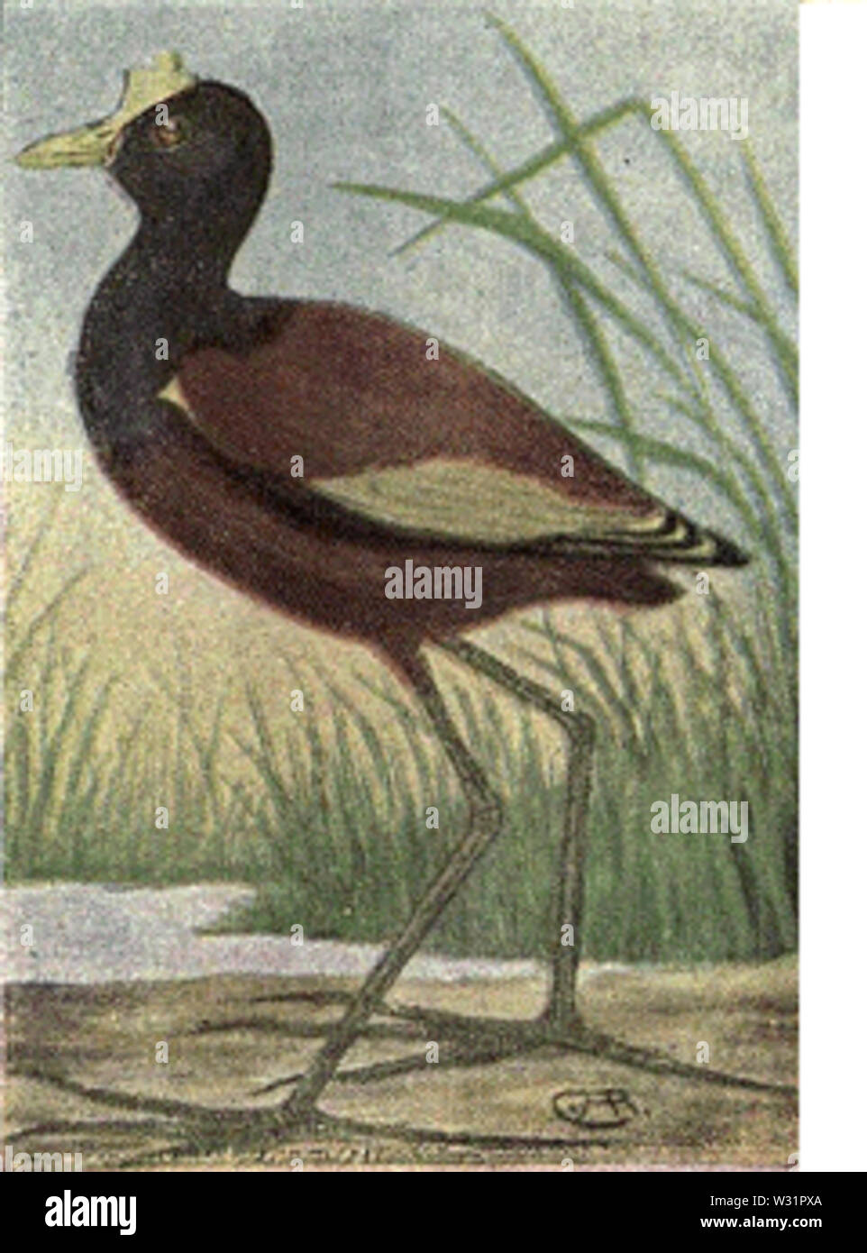 Mexican Reeds Mexican jacana hi-res stock photography and images - Alamy