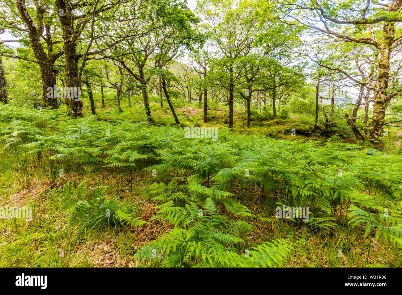 Spring woods in Sheefrey Hills area of  County Mayo, Ireland Stock Photo