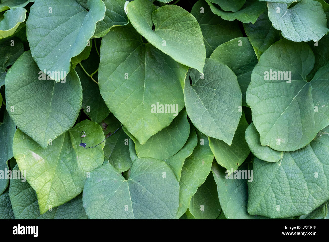green bush of Aristolochia Macrophylla. leaves texture close-up. Stock Photo