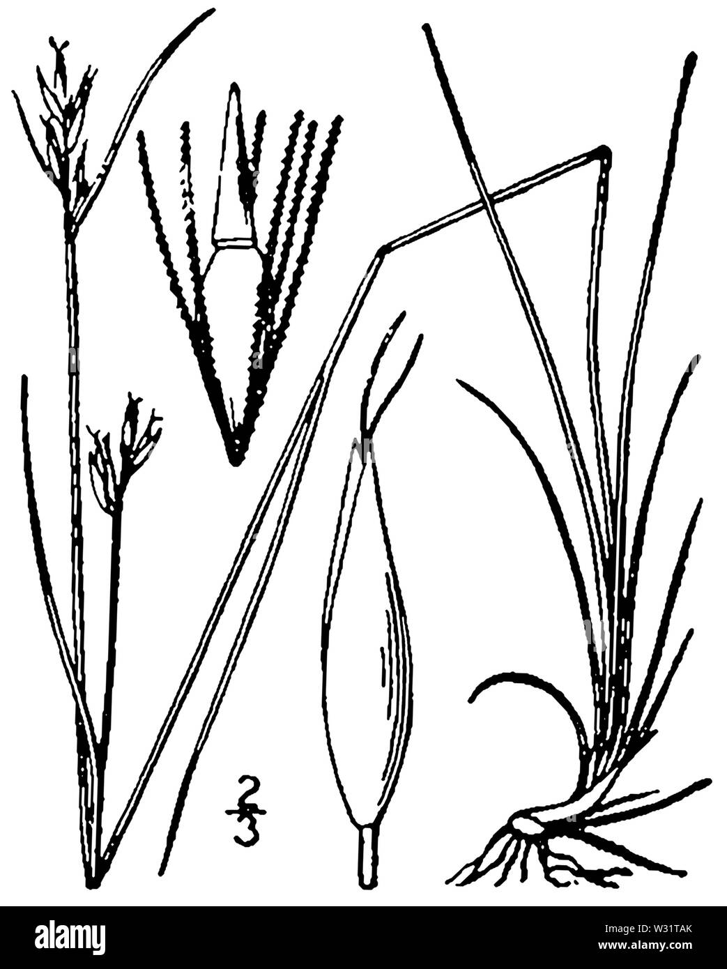 Rhynchospora capillacea BB-1913-1 Stock Photo