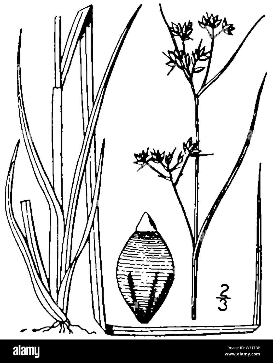 Rhynchospora recognita BB-1913 Stock Photo