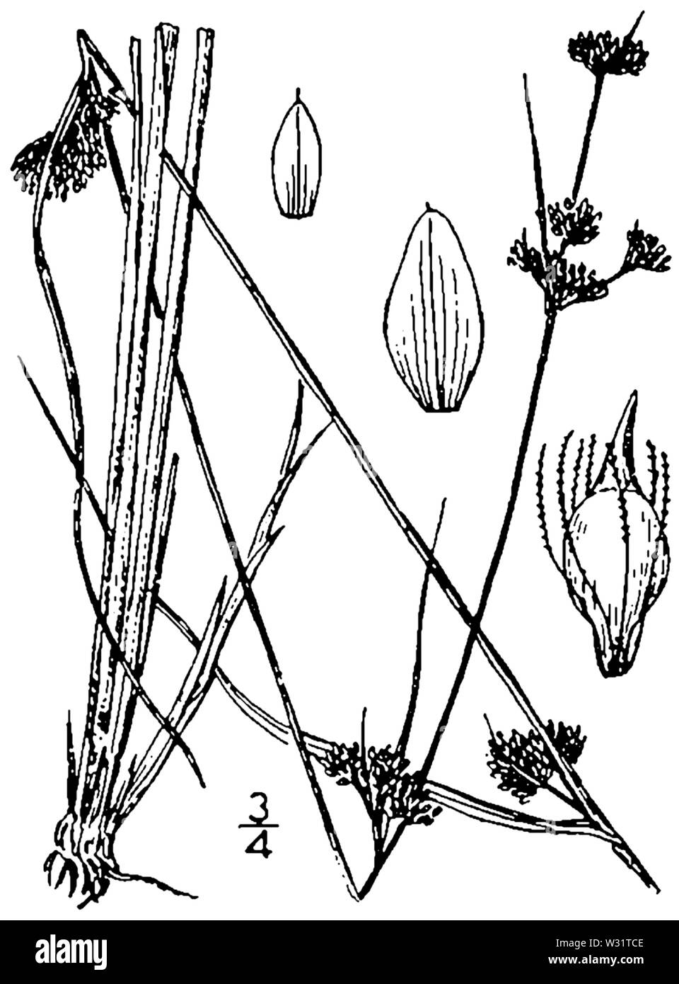 Rhynchospora capillacea BB-1913-2 Stock Photo