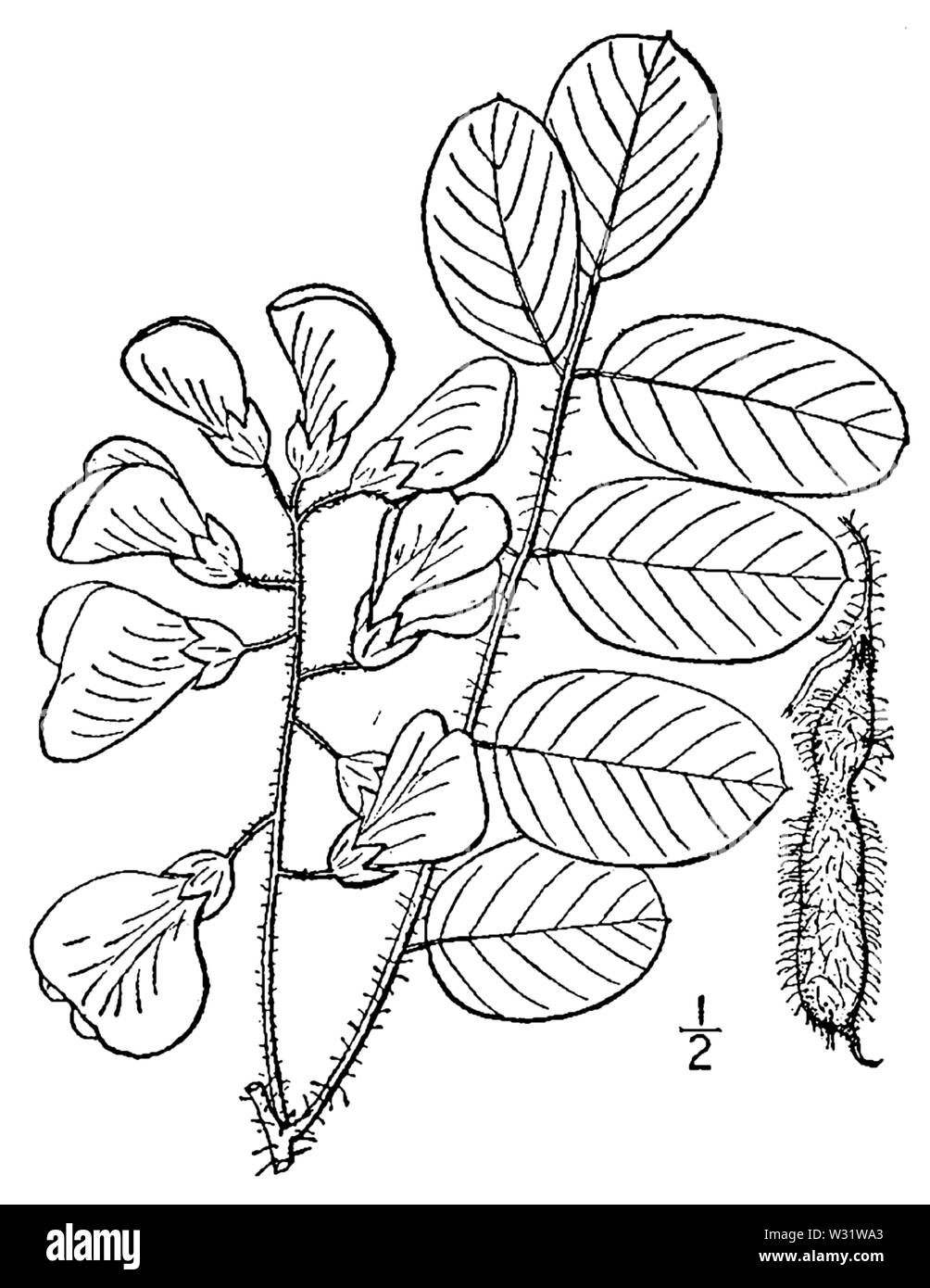 Botanical illustration of Robinia hispida from 1913. Stock Photo