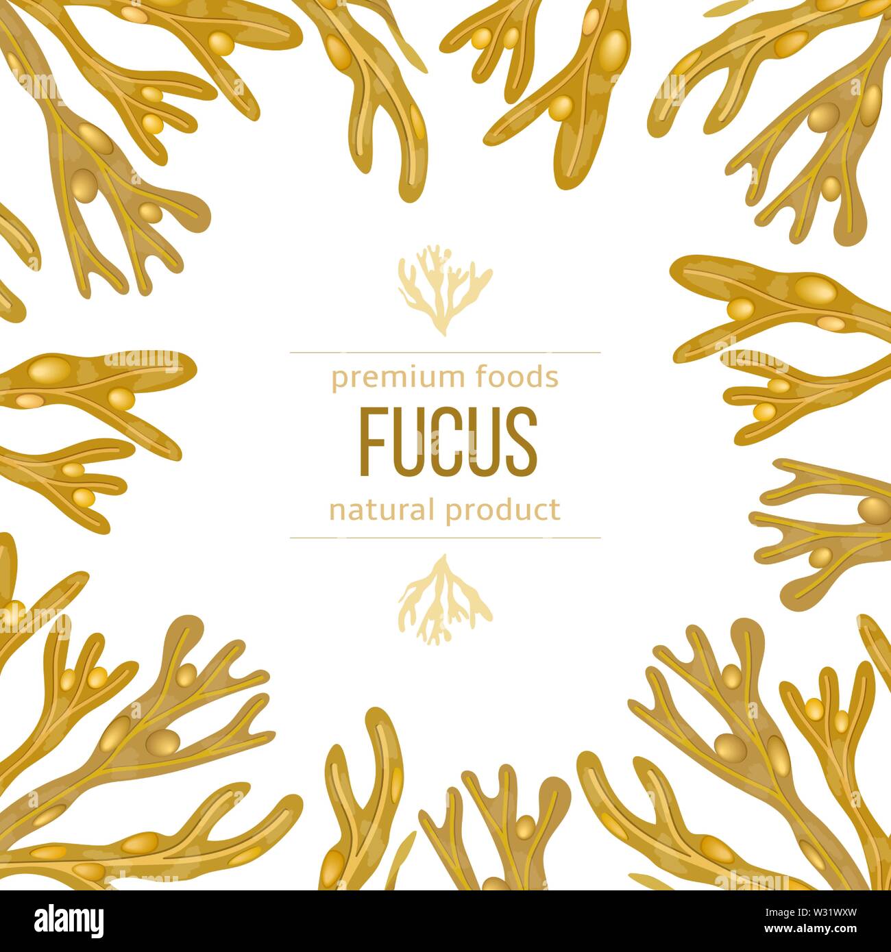 Fucus vesiculosus. Bladderwrack Seaweed frame. sea plant. realistic. Boxing label template. Stock Vector