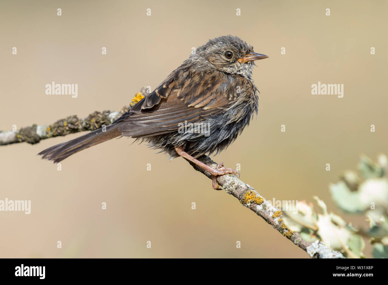 A Pretty Dunnock Prunella Modularis Perched On A Dry Branch After The 