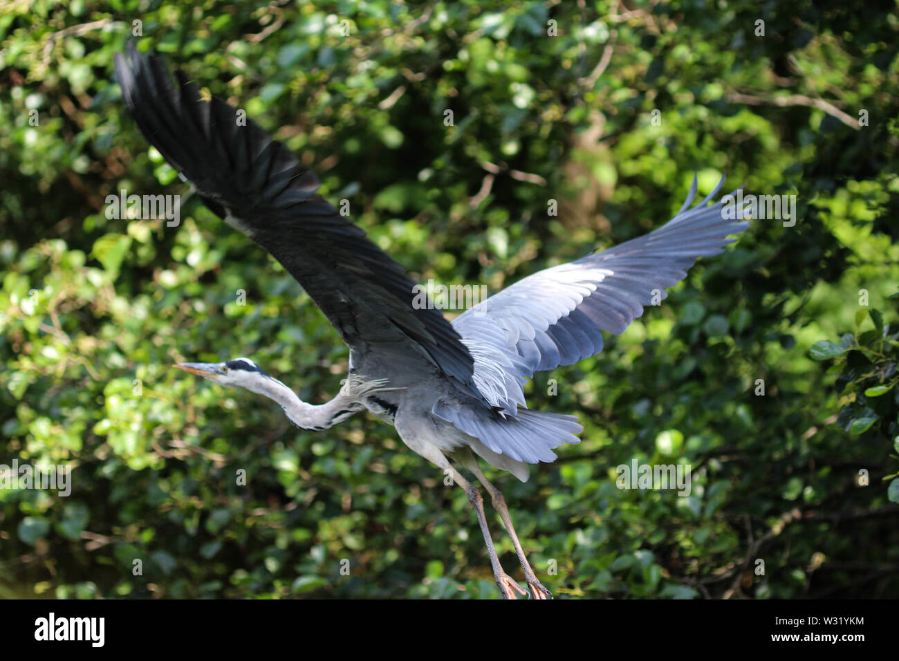 Stork Logo High Resolution Stock Photography and Images - Alamy