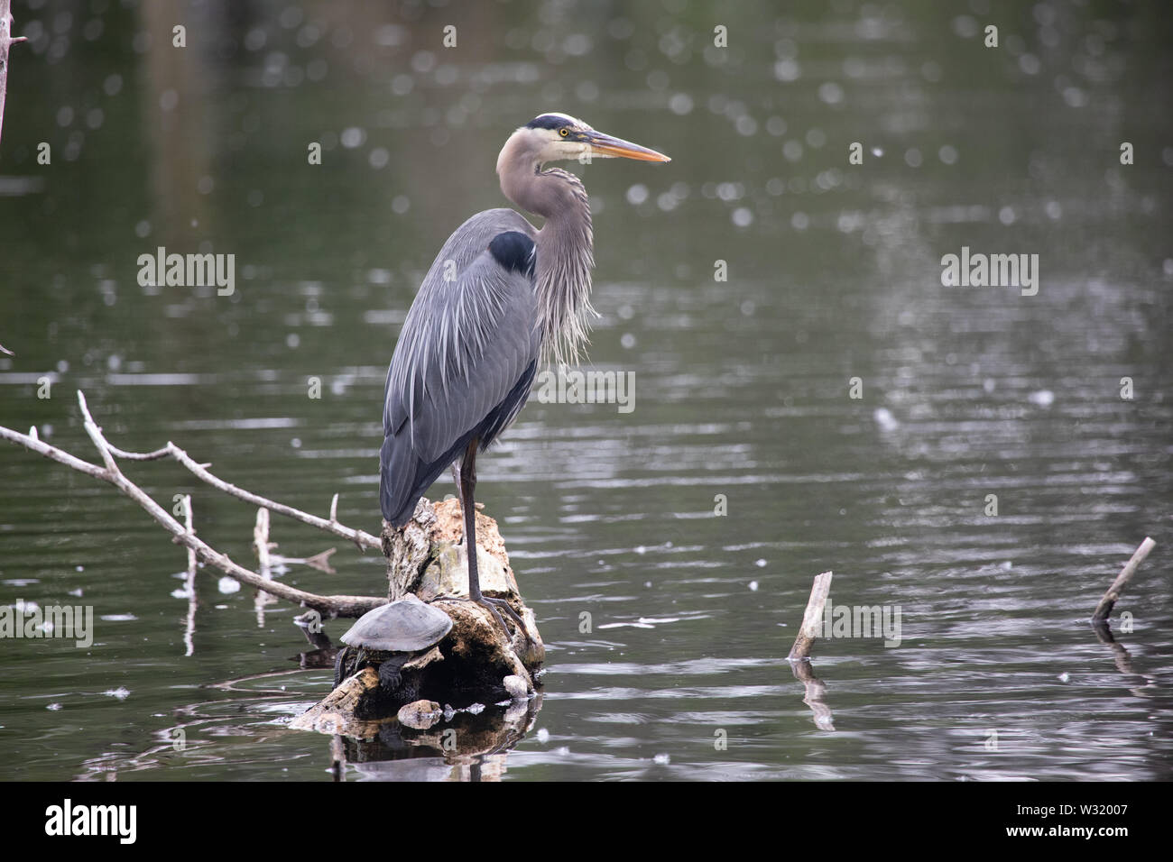 Fauna Birds Shorebirds Great Blue Heron Standing in a pond with a