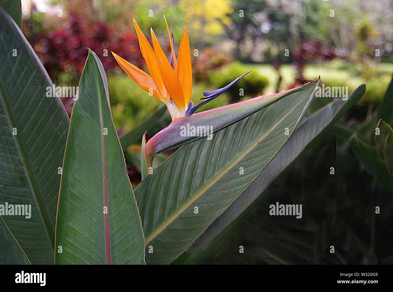 Bird of paradise Flower Stock Photo