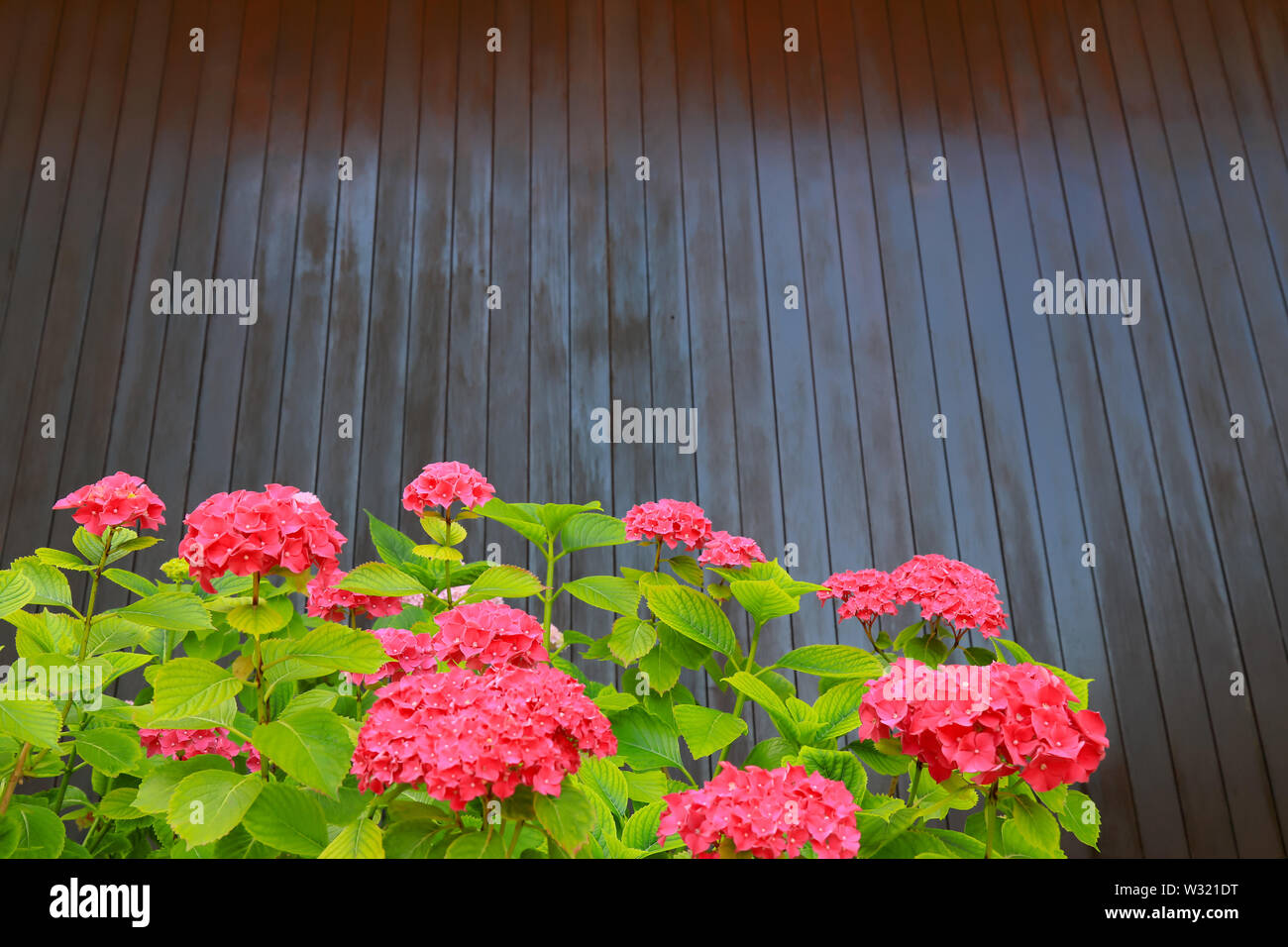 A bush of red hydrangea grows in the garden against a brown wooden wall. Scarlet hydrangea flowers with big green leaves in spring, summer Stock Photo