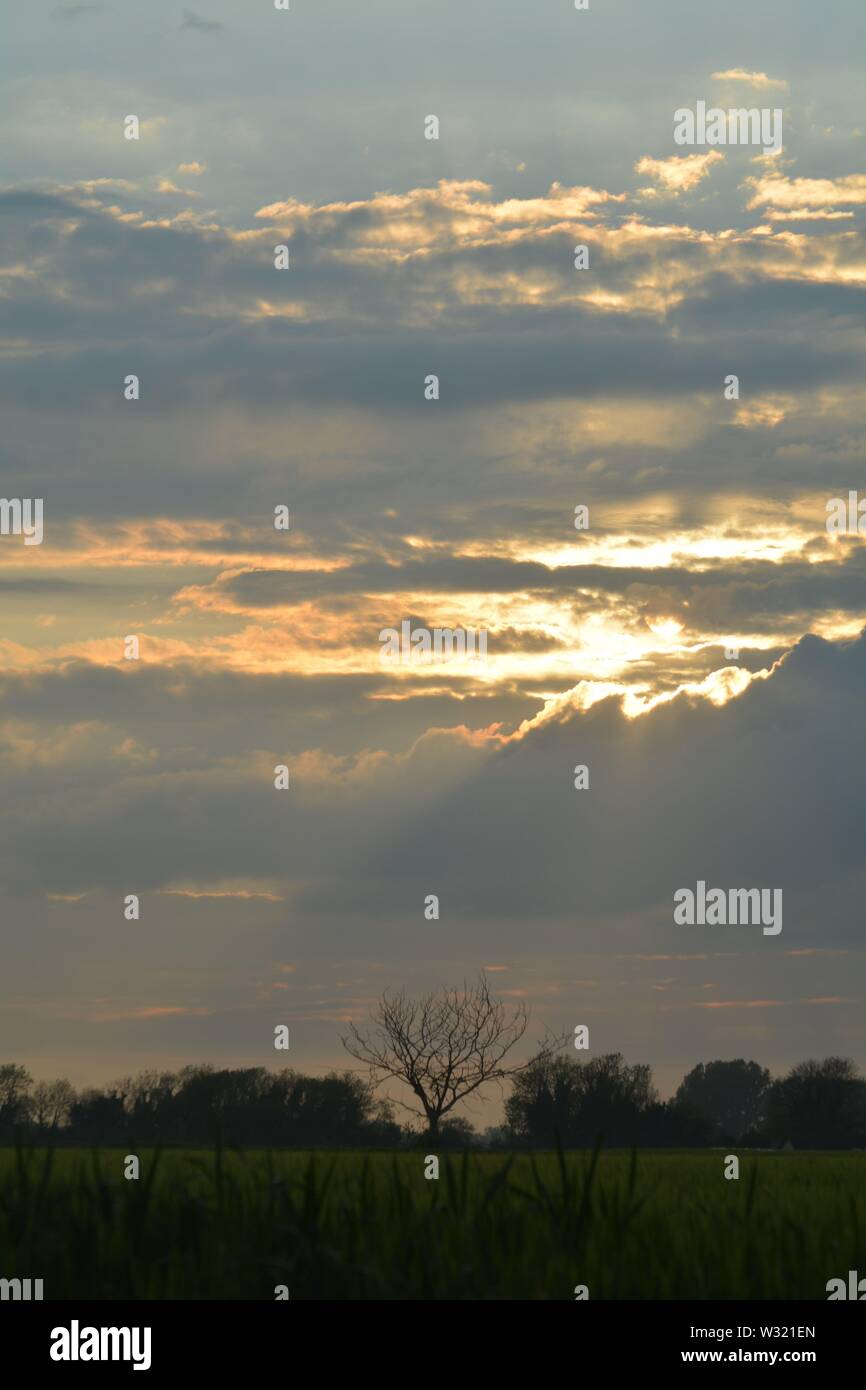 Sunset landscape with silhouette trees and clouds with suns Ray's ...