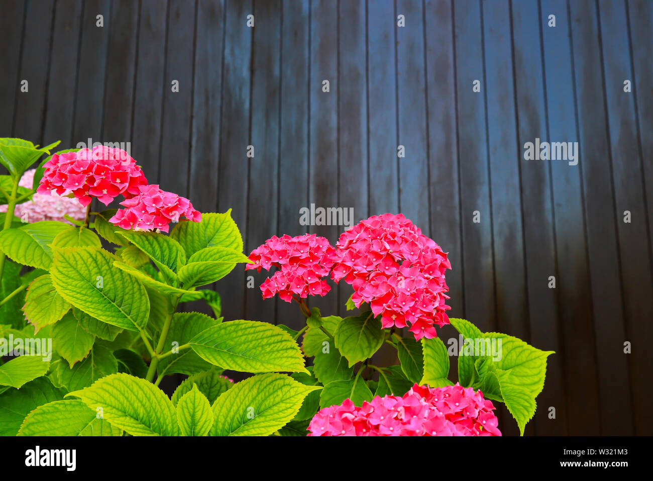A bush of red hydrangea grows in the garden against a brown wooden wall. Scarlet hydrangea flowers with green leaves in spring, summer Stock Photo