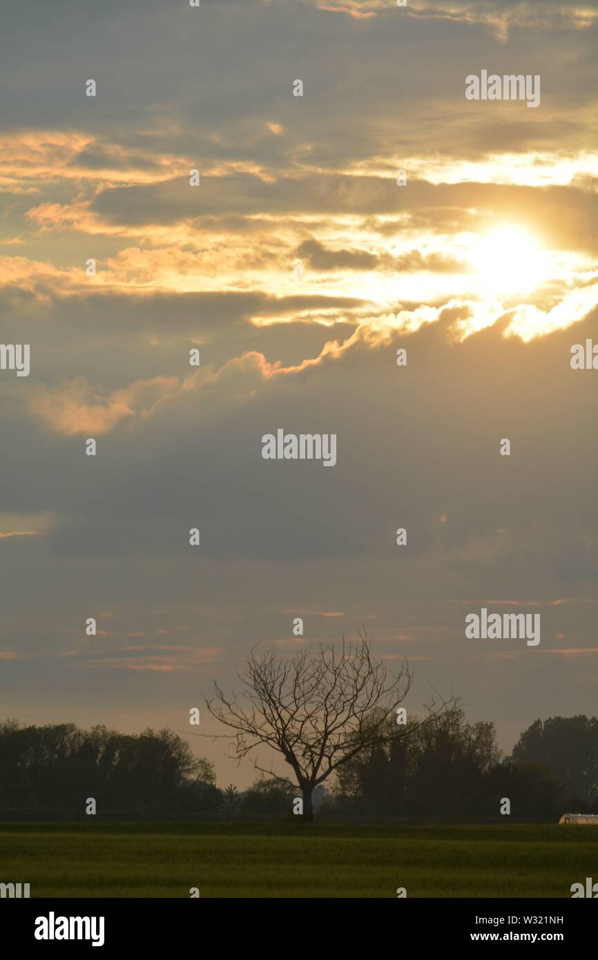 Sunset landscape with silhouette trees and clouds with suns Ray's ...