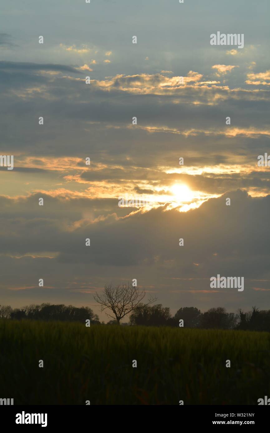 Sunset landscape with silhouette trees and clouds with suns Ray's ...