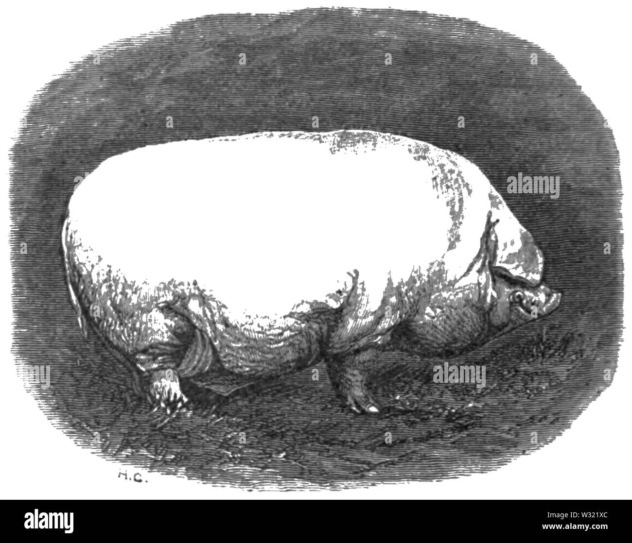 Chester white pig hi-res stock photography and images - Alamy