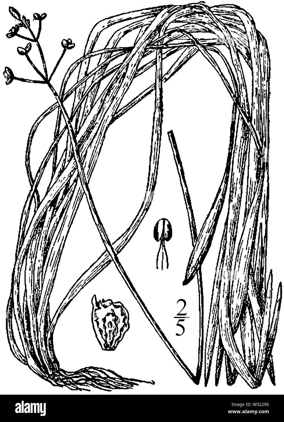 Sagittaria subulata drawing Stock Photo