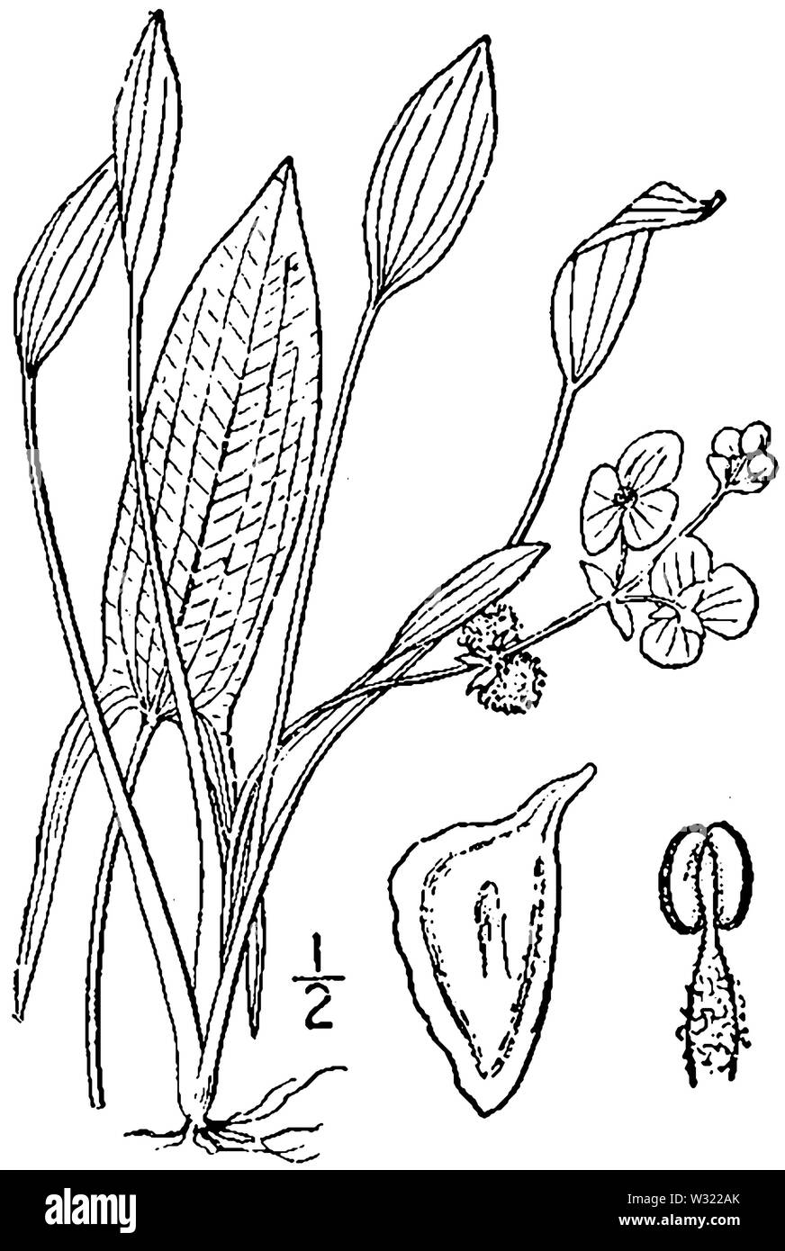 Sagittaria rigida drawing Stock Photo - Alamy