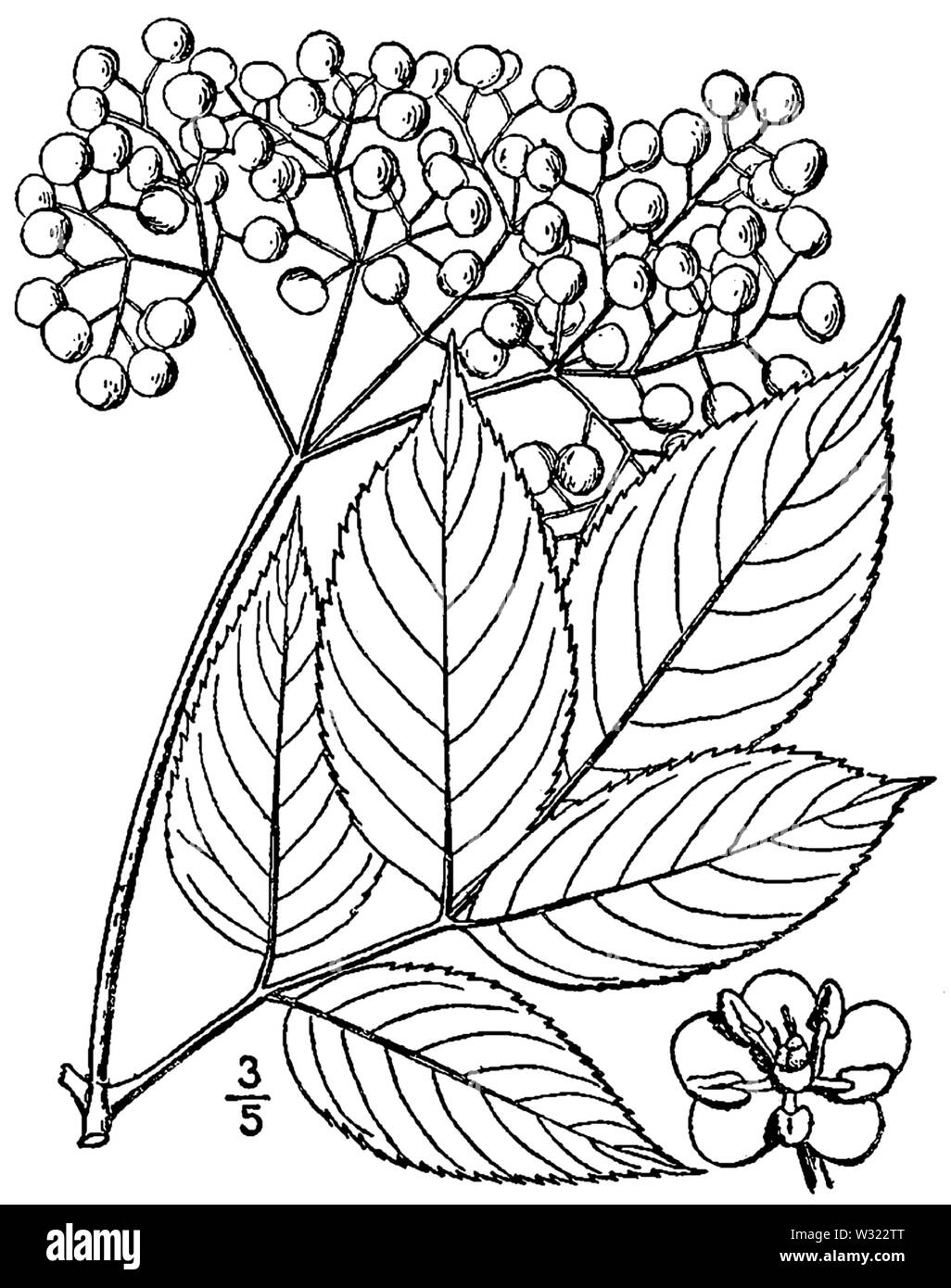 Sambucus nigra ssp canadensis BB-1913 Stock Photo
