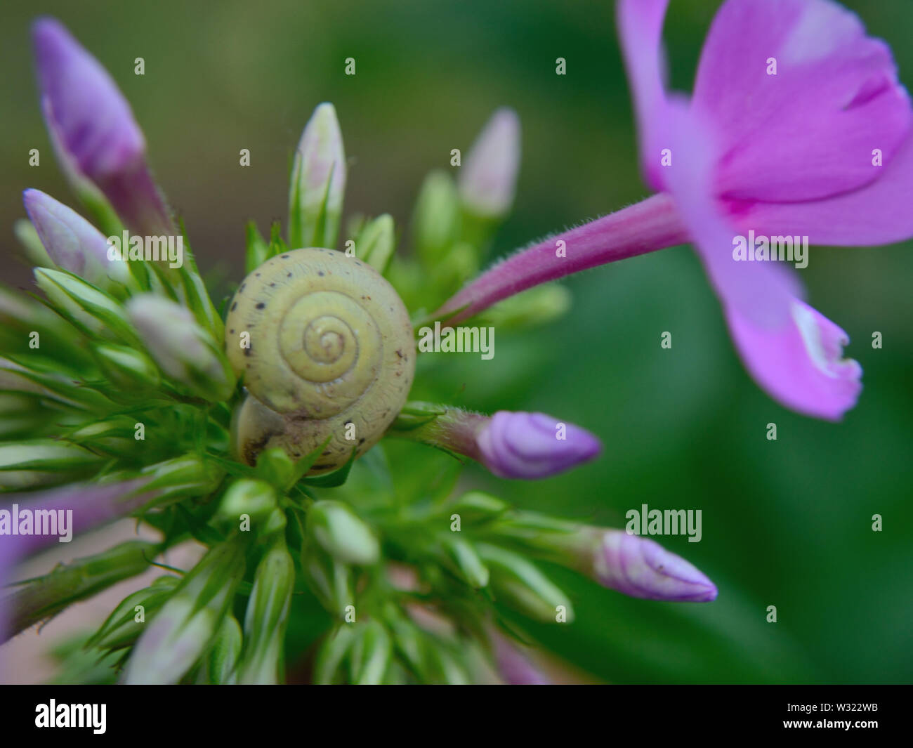 Snail on a phlox flower Stock Photo