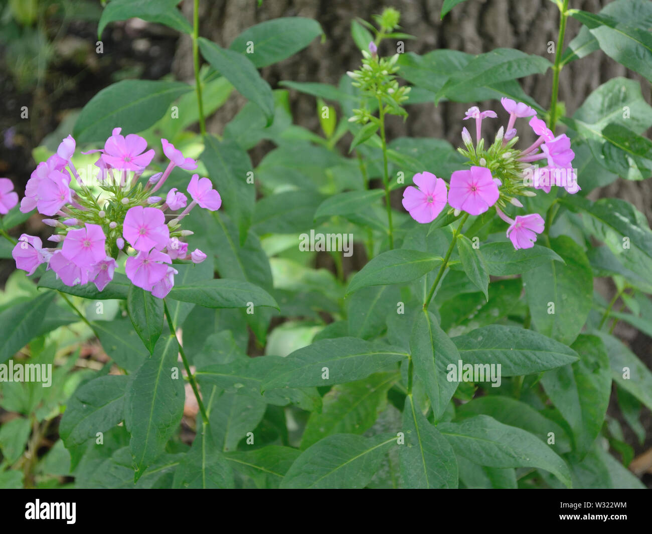 Pink phlox flowers in the garden Stock Photo