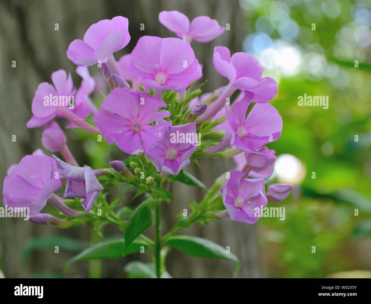 Close up of pink phlox flower Stock Photo